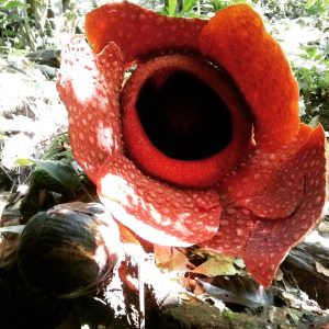 Bunga Rafflesia Gadutensis Mekar di Desa Tanah Hitam
