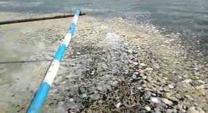 Perairan Pulau Tikus Mulai Tercemar