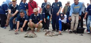 Lepas Tukik di Pantai Tapak Paderi, Wagub Tekankan Pelestarian Ekosistem Laut