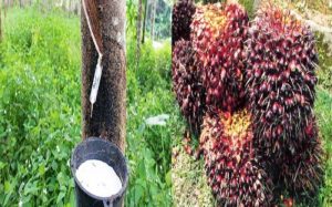 NTP Sawit dan Karet Masih Rendah