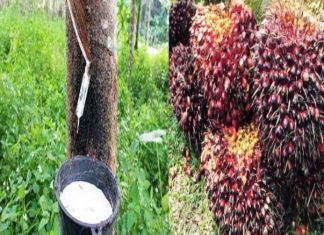 NTP Sawit dan Karet Masih Rendah