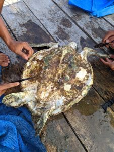 Penggiat Surfing Temukan Penyu Mengambang di Pantai Tapak Paderi