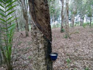 Gapkindo Dorong Pengolahan Karet Jadi Bahan Bakar