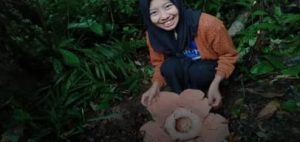 Ayo Ke Kota Manna! Kunjungi dan lihat Bunga Rafflesia Mekar