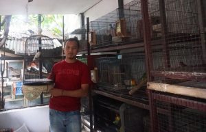 Harga Anjlok, Tetap Semangat Tangkar Lovebird