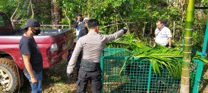 Kapolsek Sukaraja Bantu BKSDA Evakuasi Beruang Madu Seluma