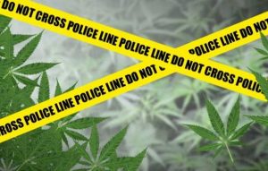 Kedapatan Memiliki Ganja, Polres Seluma Tangkap Petani Pino Raya