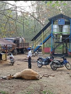 Dua Ekor Sapi Diduga Mati Diracun Di Area TPH 2 Afdeling 1 PTPN 3 Kebun Pulo Mandi