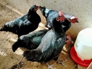 Melihat Peluang Agribisnis Ayam KUB di Bengkulu
