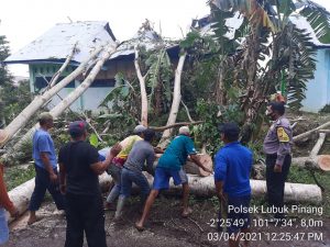 Diterjang Angin Kencang, Pohon Tumbang Bangunan MA di Desa Sumber Makmur