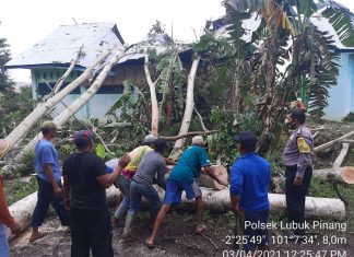 Diterjang Angin Kencang, Pohon Tumbang Bangunan MA di Desa Sumber Makmur