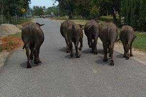 Kawanan Kerbau Bebas Berkeliaran, Masyarakat Tak Patuhi Aturan