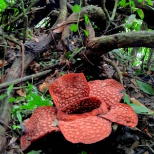 Dalam Bulan Yang Sama,Dua Bunga Rafflesia Arnoldi Mekar di Provinsi Bengkulu