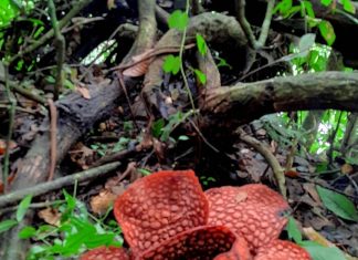 Dalam Bulan Yang Sama,Dua Bunga Rafflesia Arnoldi Mekar di Provinsi Bengkulu