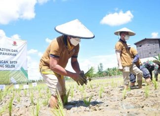 Bulungan Kembangkan Tanaman Padi Dengan Sistem Hazton