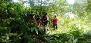 Babinsa Bantu Warga Bersihkan Rumput Di Kebun