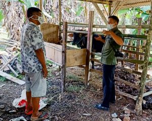 Pendim 0510/Trs Beri Cara Bagaimana Cara Merawat Ternak