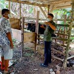 Pendim 0510/Trs Berbagi Ilmu Cara Pengemukan Sapi