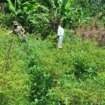 Satgas TMMD Bantu Warga Panen Cabe Dan Kacang Panjang