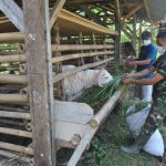 Anggota Satgas TMMD Ke-111 Datangi Kandang Kambing Untuk Beri Pakan Rumput
