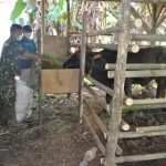 Anggota Satgas TMMD Ke-111 Jambe Bantu Berikan Pakan Sapi, Beri Motivasi Kepada Warga