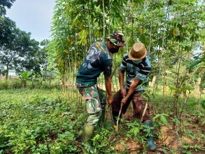 Saling bercerita Pengalaman Hidup Anggota Satgas Dengan Warga Saat Memanen Singkong
