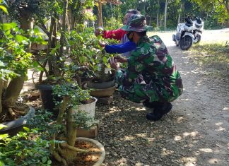 Budidaya Bonsai Sartono Hasilkan Keuntungan Jutaan Rupiah