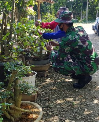 Budidaya Bonsai Sartono Hasilkan Keuntungan Jutaan Rupiah