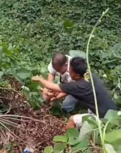 Warga Desa Aek Tarum Digegerkan Penemuan Bayi di Buang Sekitar Perkebunan