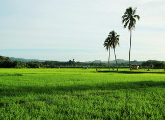 Lahan Pertanian Semakin Berkurang, Ketua Komisi II DPRD Bengkulu Dorong Pemerintah Rancang Perda Lahan Produktif