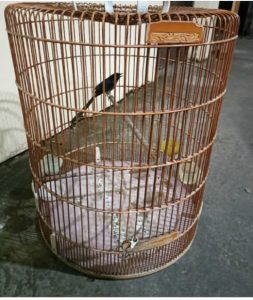Curi Murai Batu, 2 Pria Ditangkap Polisi