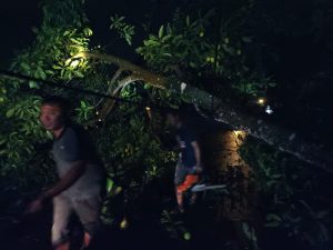 Halangi Jalan, Babinsa Bersama Warga Evakuasi Pohon Tumbang