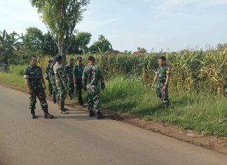 Pengecekan Tanaman Jagung Oleh Tim Wasev Korem 071/Wijayakusuma