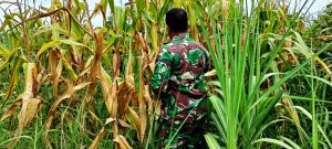 Demlot Kodim 0736/Batang Siap Panen Jagung Perdana