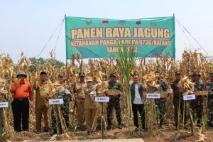 Panen Raya Jagung Di Demplot Kodim 0736/Batang Desa Krengseng