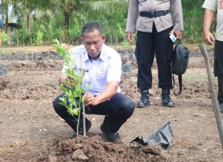 Bupati Bulungan Tanam Perdana Bibit Jeruk Siam Madu Di SP-9 Tanjung Buka