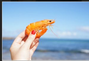 Jual Online Komoditas Udang yang Bisa Dimakan, Biar Dapat Banyak Cuan!