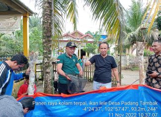Ikan Lele di Padang Tambak Panen, 1 Terpal Tembus 25 Kilo