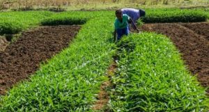 Efek Cuaca Tidak Menentu Penghasilan Petani Kangkung Di Madiun Berkurang