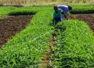 Efek Cuaca Tidak Menentu Penghasilan Petani Kangkung Di Madiun Berkurang