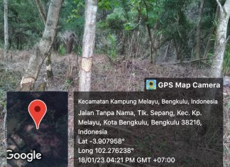 Kuliti Cemara Laut, Demi Buka 33 Hektare Kebun Sawit Dikawasan TWA Pantai Panjang