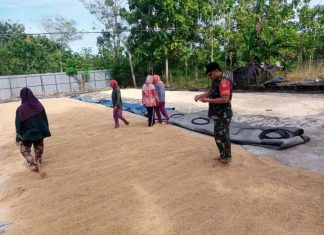 Jaga Ketahanan Pangan Bati Wanwil Cek Stok Jagung Dan Beras