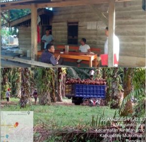 Publik Menantikan Kasus Dugaan Tindak Pidana Pencurian Sawit, Besok Polres Mukomuko Naikkan Lidik Jadi Sidik