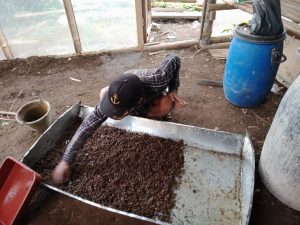 Pejuang Lingkungan Vira Ria Rinjani Membudidayakan Maggot untuk Mengatasi Masalah Sampah Organik di Bengkulu