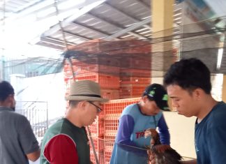 Program Ketahanan Pangan, Di Desa Batu Kuning Ratusan Ekor Ayam Disalurkan