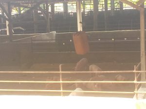 Melanggar Perjanjian, Pengusaha Ternak Babi Kembali Beroperasi di Desa Celawan
