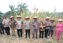 Bupati Asahan Ikuti Panen Raya Jagung Serentak yang Dipimpin Presiden Republik Indonesia