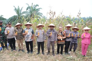 Bupati Asahan Ikuti Panen Raya Jagung Serentak yang Dipimpin Presiden Republik Indonesia