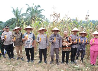 Bupati Asahan Ikuti Panen Raya Jagung Serentak yang Dipimpin Presiden Republik Indonesia