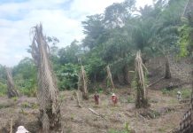 Pelaksanaan Program Ketahanan Pangan Penanaman Jagung di Desa Taba Gematung Tahun 2025